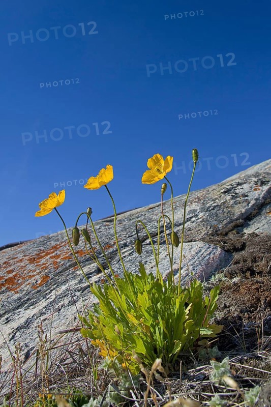 Arctic poppy