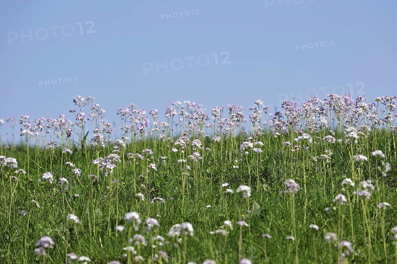 Cuckoo flower