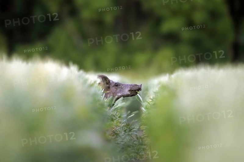 Solitary wild boar
