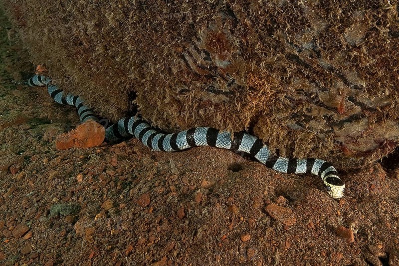 Venomous water snake colubrine sea krait