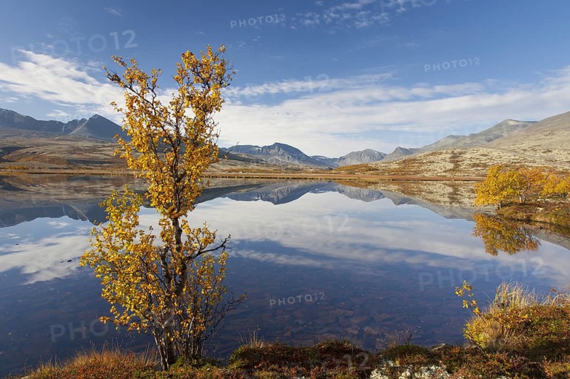 Birch trees showing autumn colours along lake