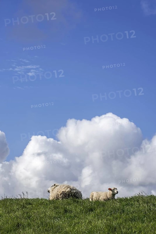Texel sheep