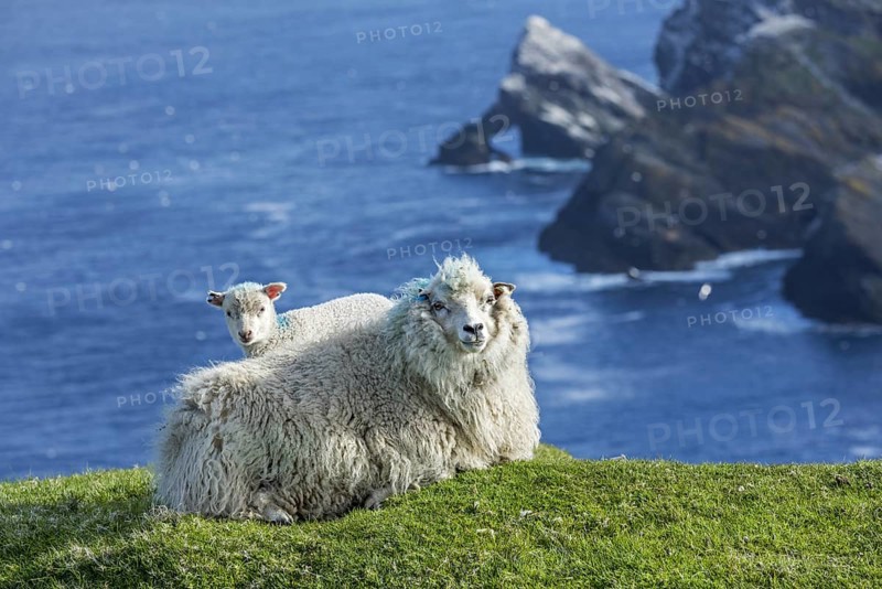 White sheep ewe and lamb resting on sea clifftop at Hermaness National Nature Reserve