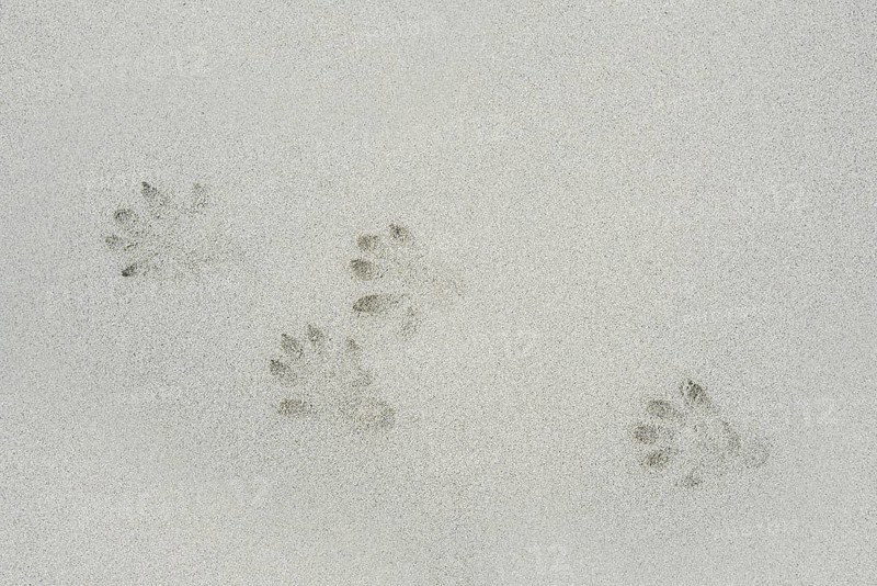 Eurasian otter