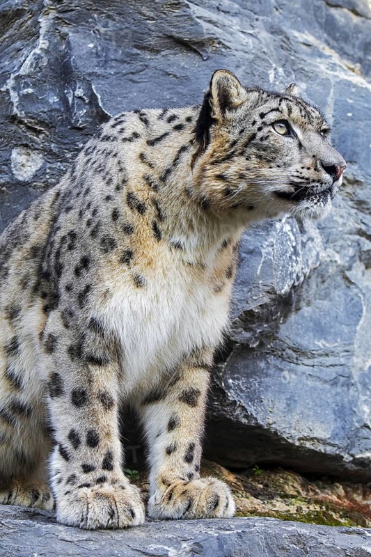 Snow leopard
