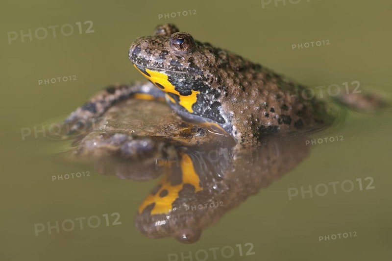 Yellow-bellied toad