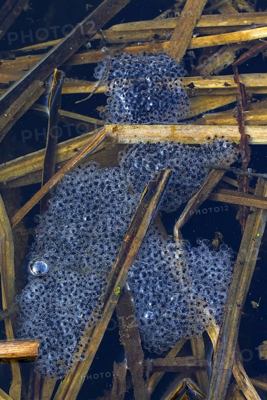Moor Frog