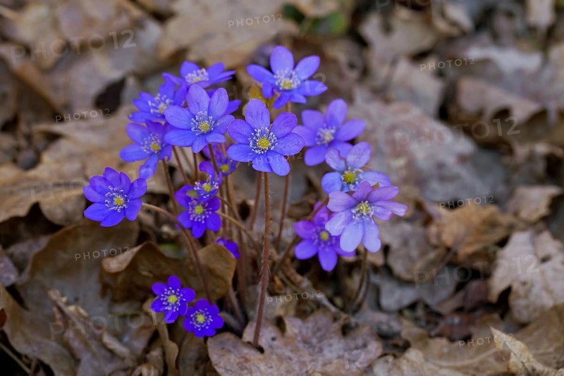 Common Hepatica