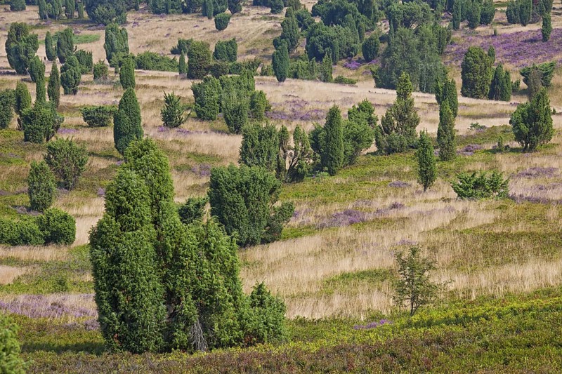 Lueneburg Heath