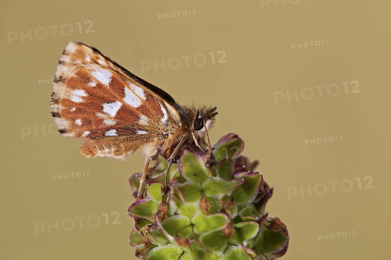 Red-underwing Skipper