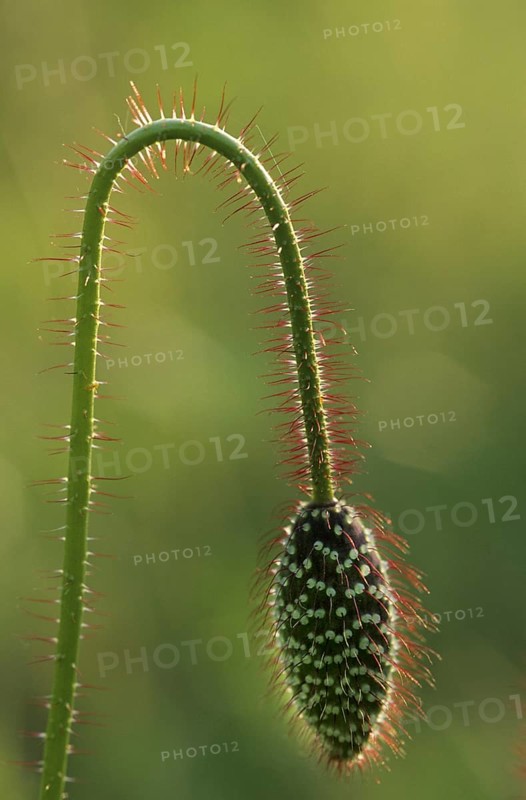 Bud of common poppy