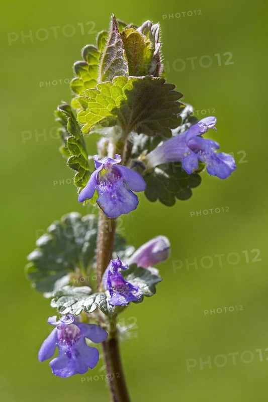 Creeping jenny