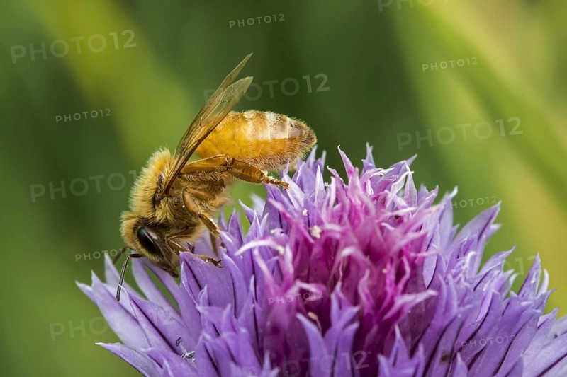 Italian Cordovan bee