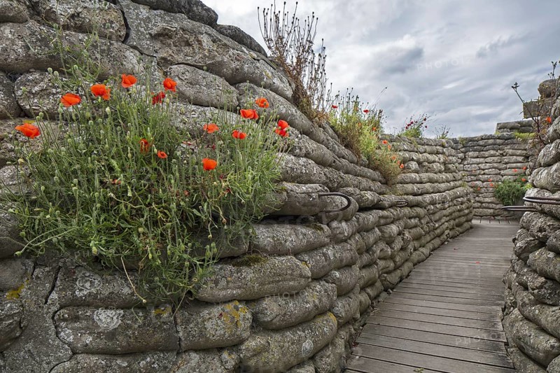 Poppies growing on sandbags at the Dodengang