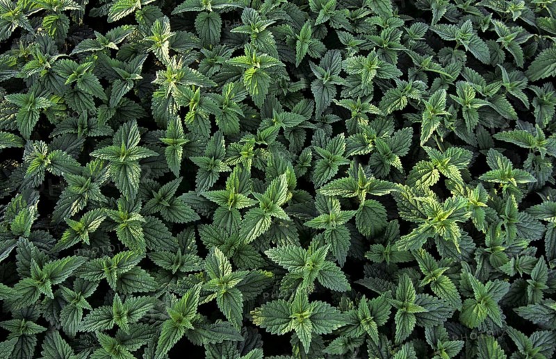 Stinging nettle