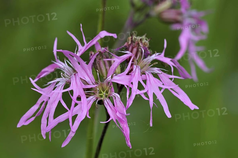 Ragged robin