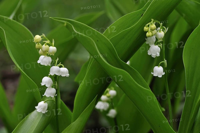 Lily of the Valley