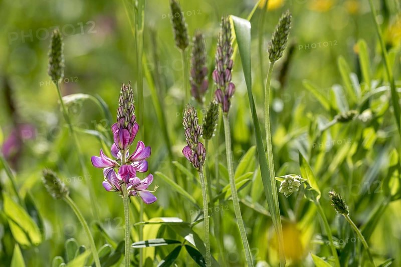 Common sainfoin