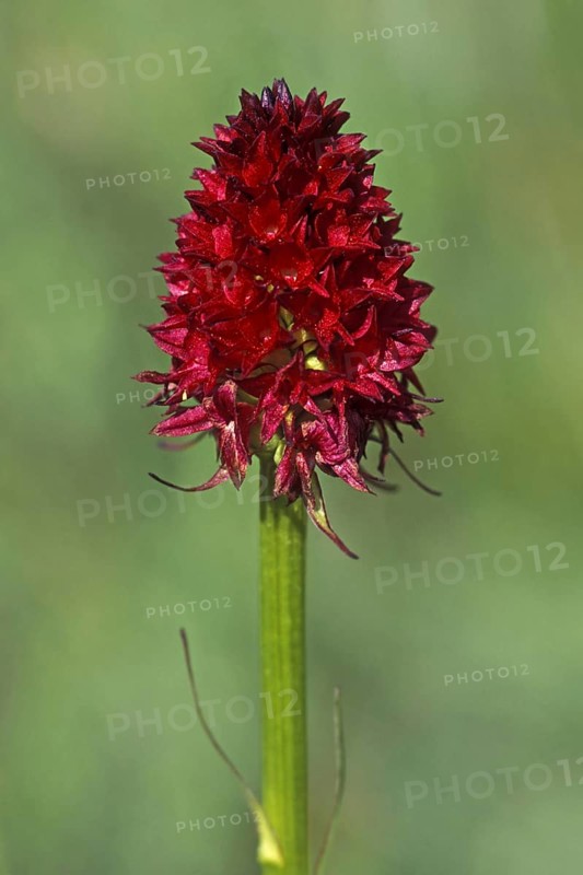 Black vanilla orchid