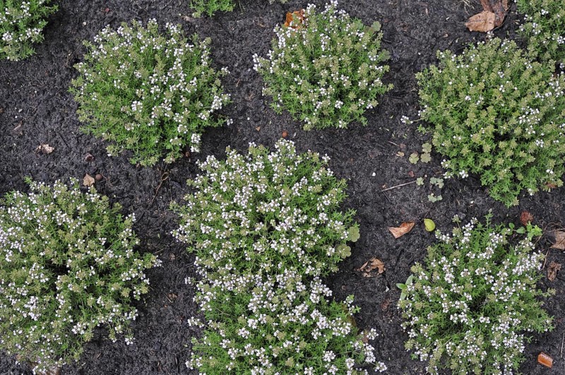 Garden thyme