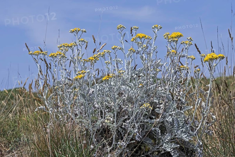 Silver ragwort