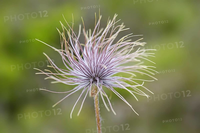 Fruiting plant