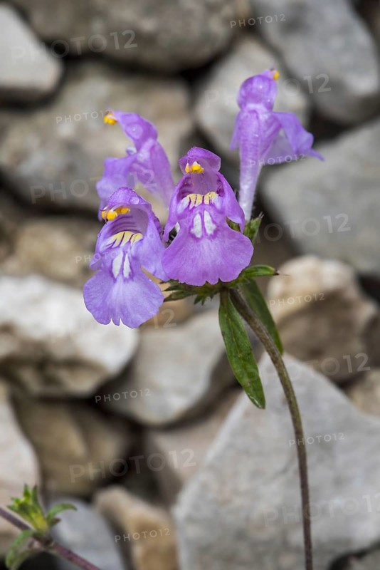 Red hemp-nettle