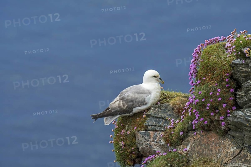 Northern fulmar