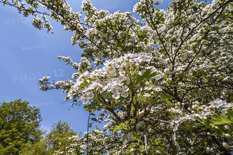 Blossoming common hawthorn