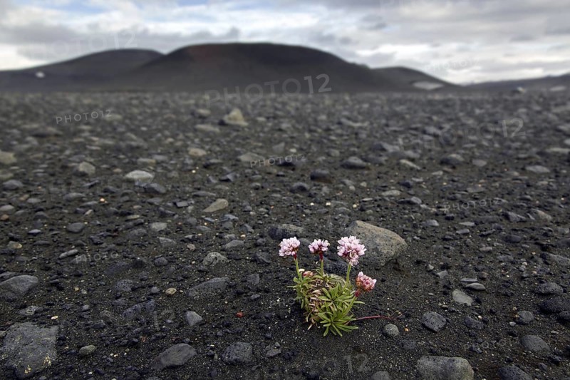Sea thrift