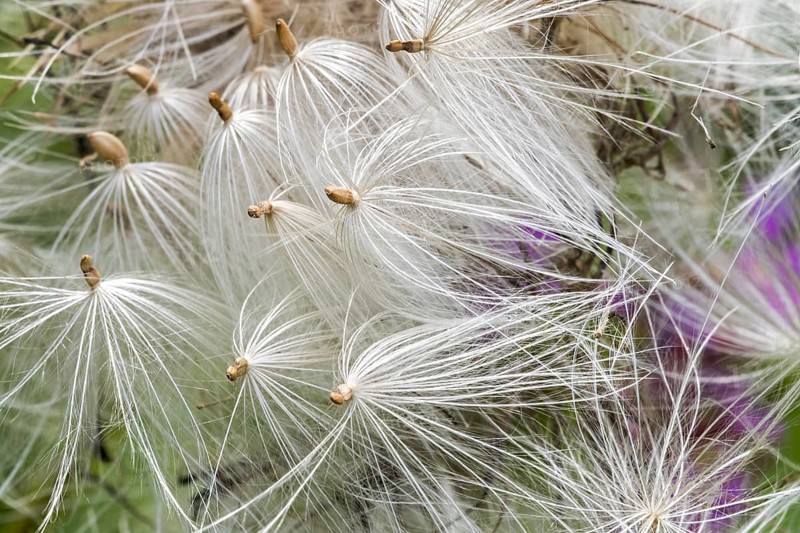 Pappus of spear thistle