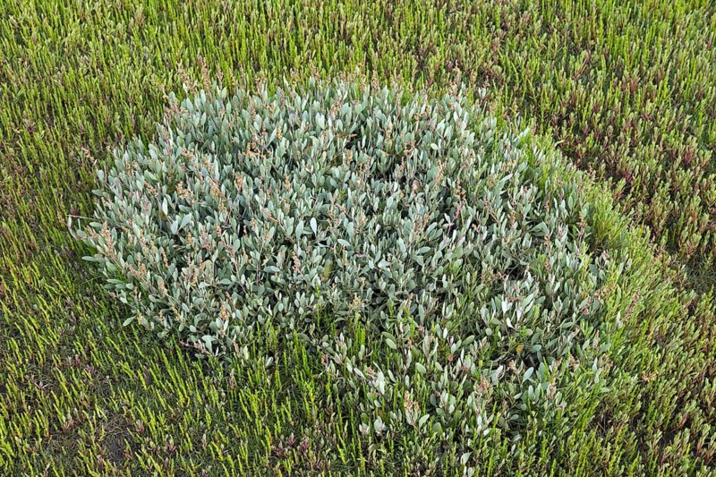 Sea purslane