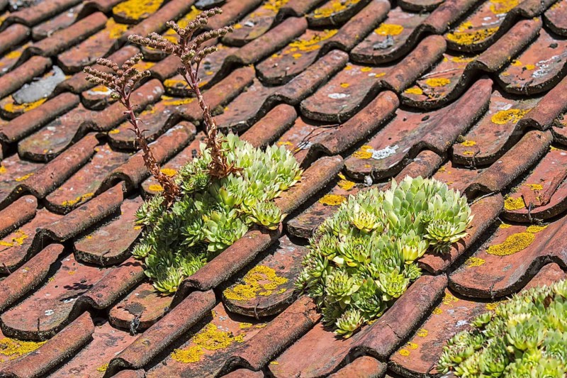 Common houseleek