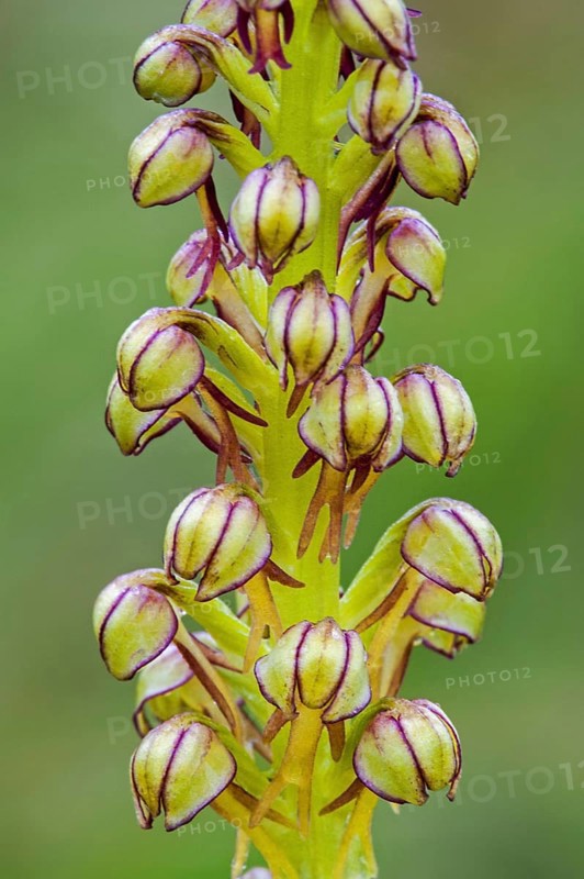 Man orchid