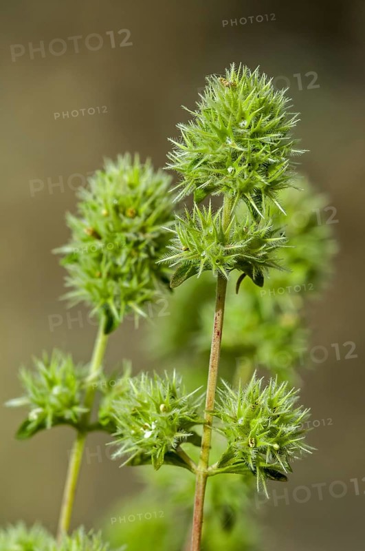 Spanish marjoram