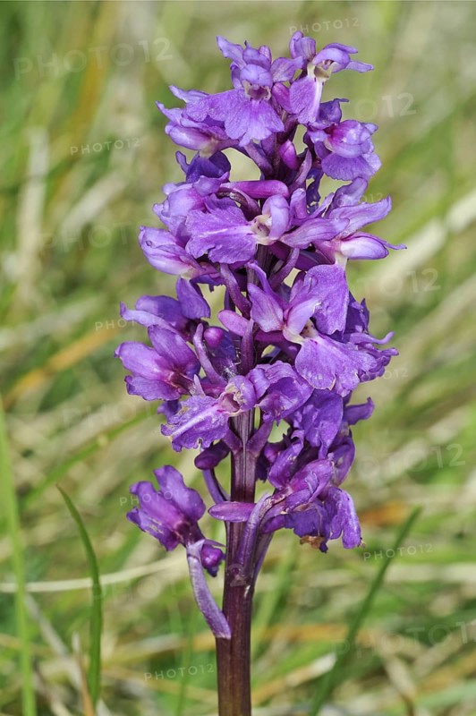 Early purple orchid