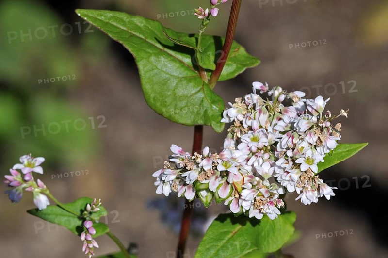 Buckwheat