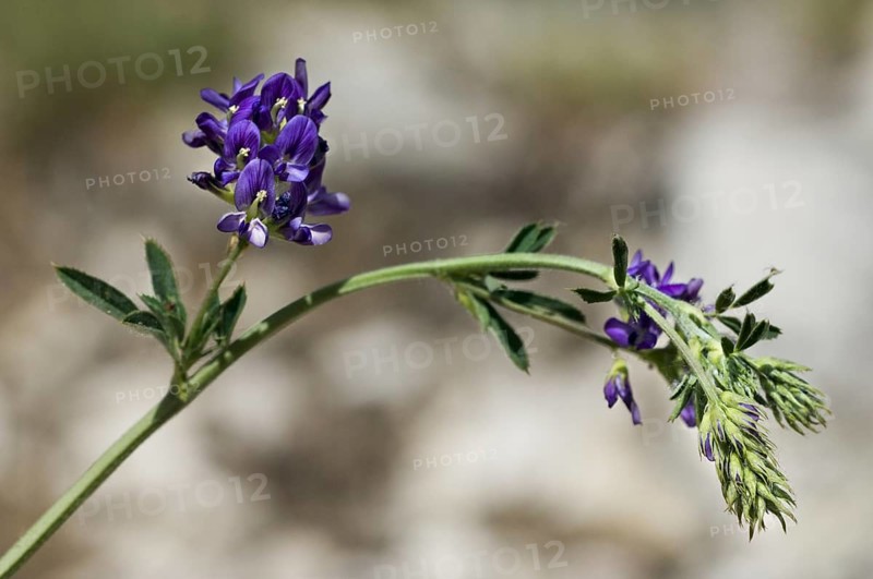 Alfalfa