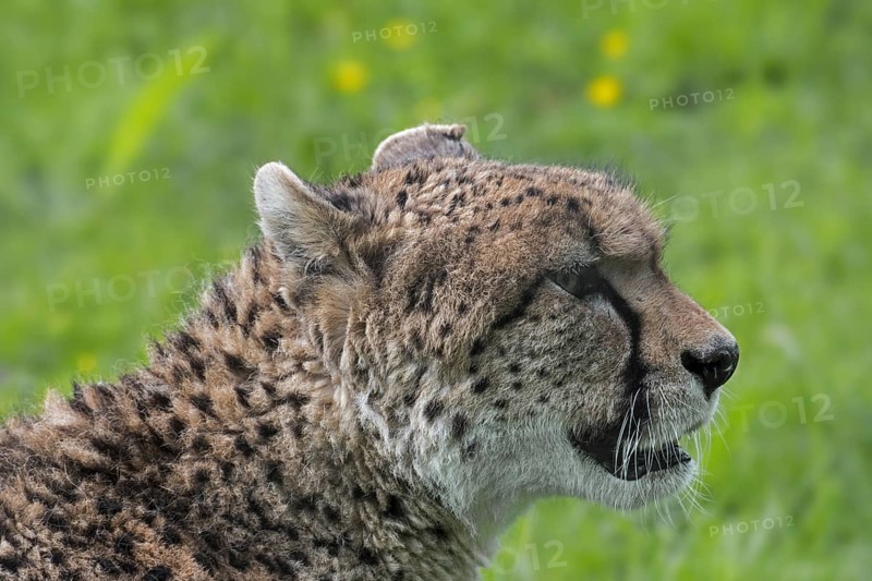 Northeast African cheetah