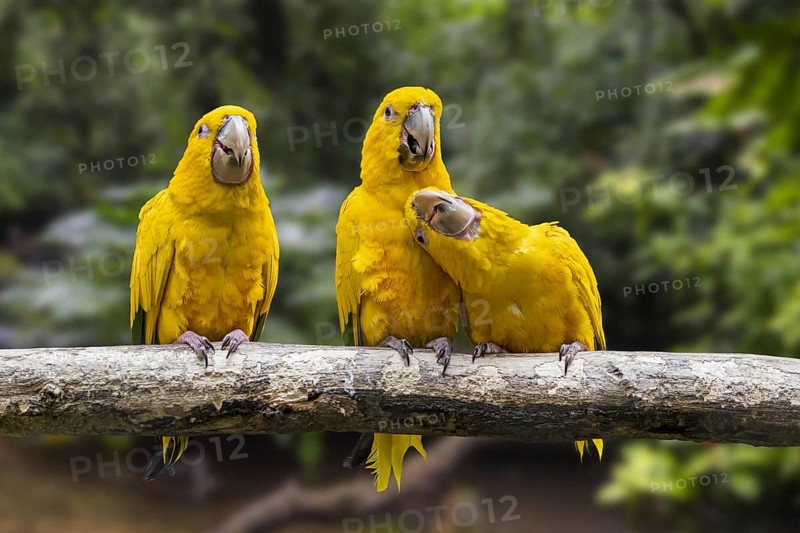 Three golden parakeets