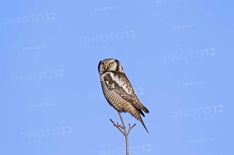 Northern hawk-owl