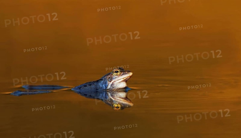 Moor Frog
