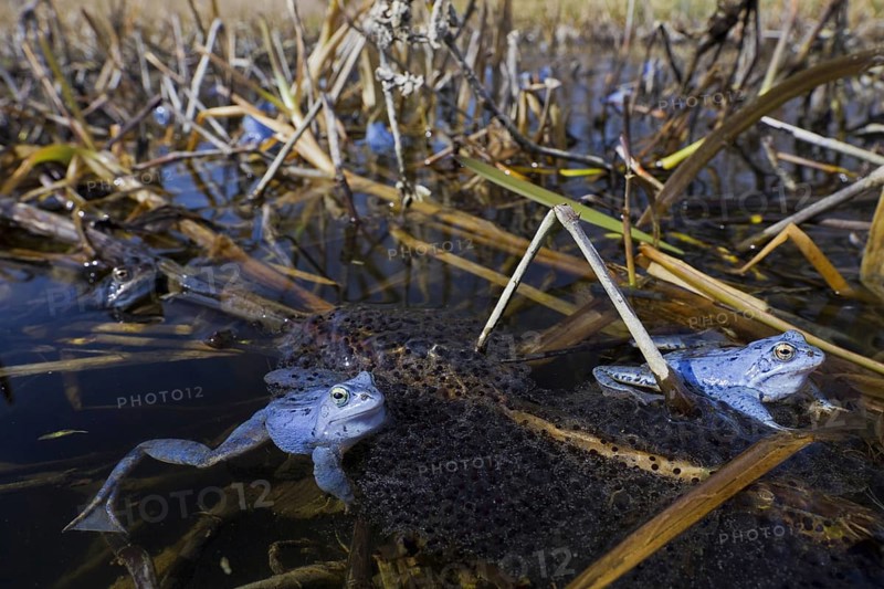 Moor Frog