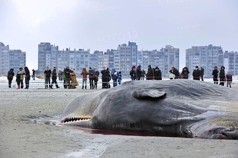 Stranded sperm whale