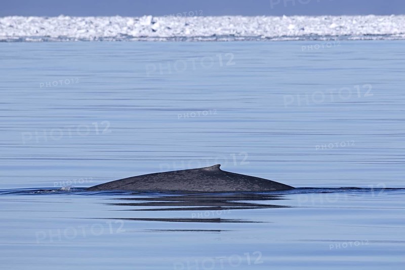 Blue whale