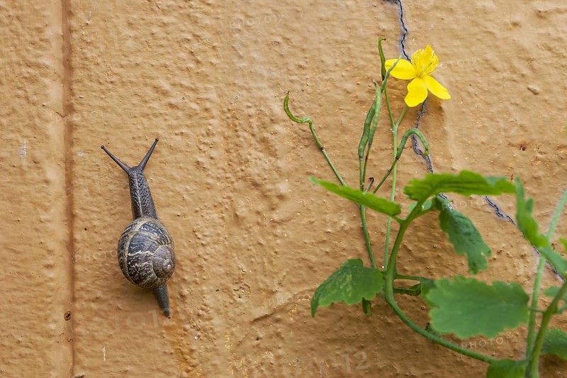 Common garden snail