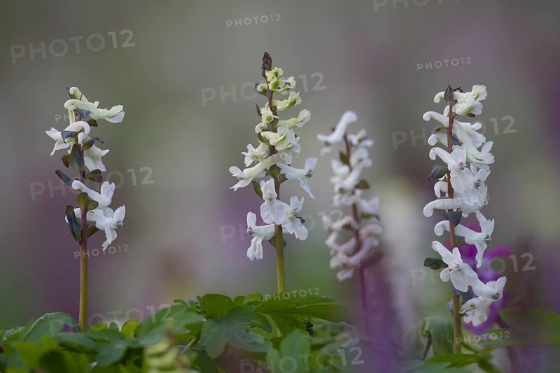 Bulbous Corydalis