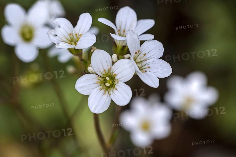 Meadow saxifrage