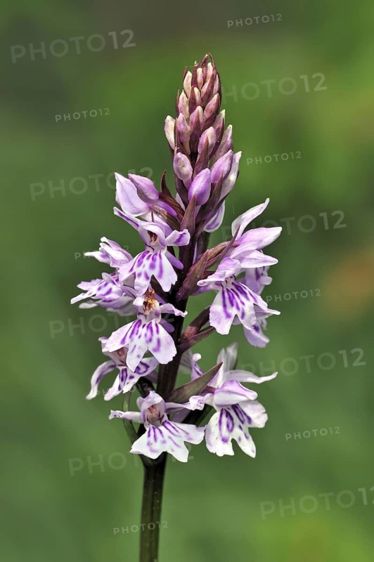 Common spotted orchid