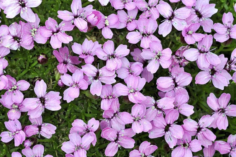 Moss campion